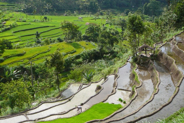 Reisterrassen in Bali