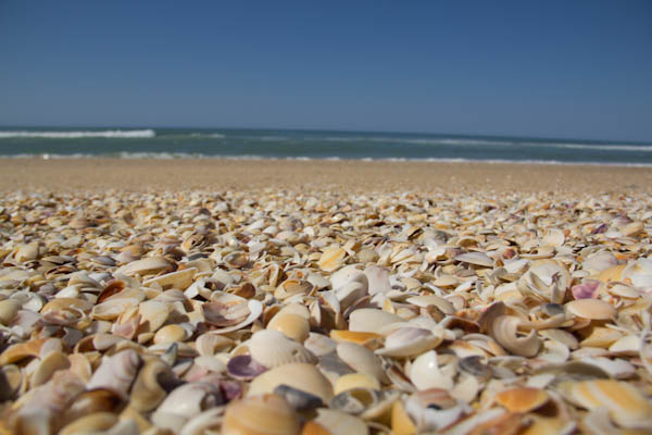 Muscheln am Binn Beach