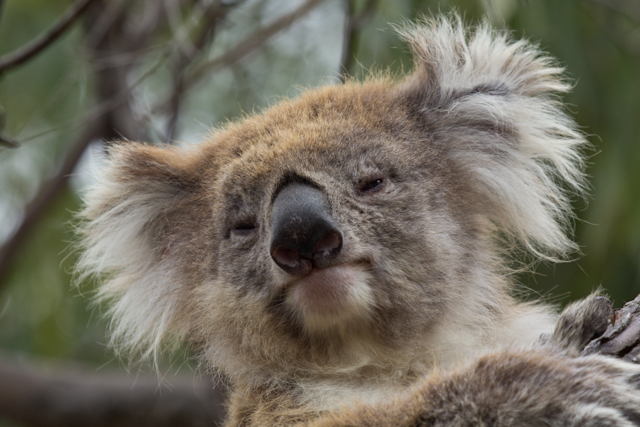 Baby Koala