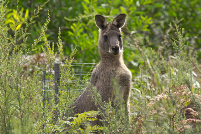 Känguru