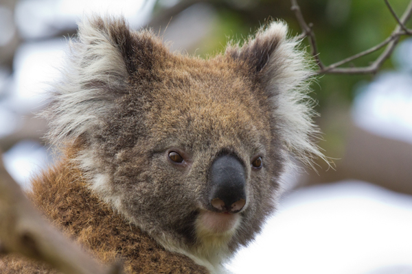 Koala im Great Otway Nationalpark an der Great Ocean Road