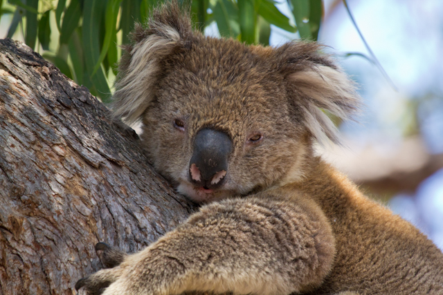 You are currently viewing Raymond Island, der beste Ort für Koalas in Australien