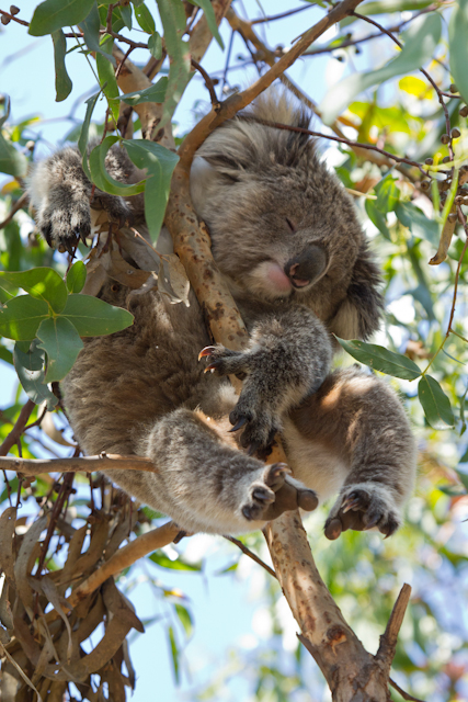 Schlafender Koala