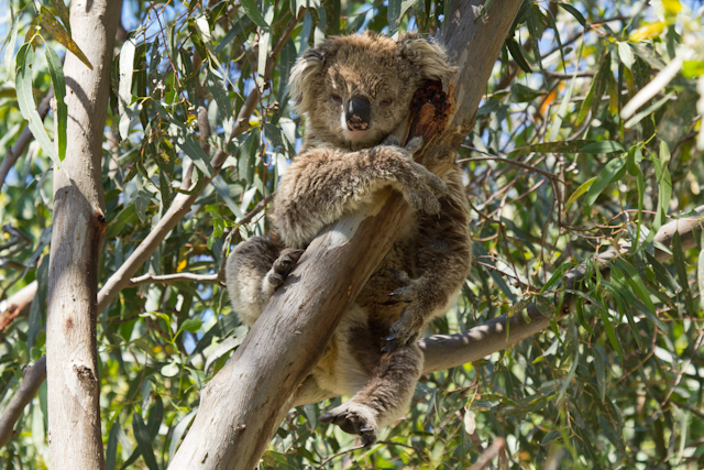 Schlafender Koala