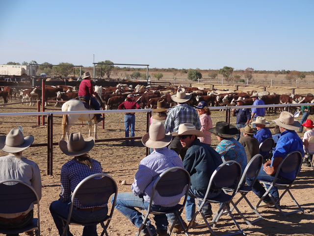 Birdsville Rodeo Australien