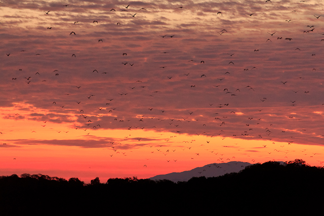 Der dramatische Himmel ist voller Flughunde