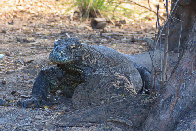 Ein Komodo Dragon auf der Insel Rinca im Komodo Nationalpark