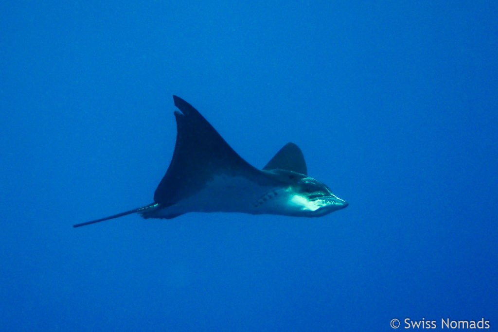 Adlerrochen im Lhaviyani Atoll