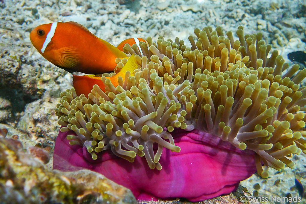 Anemonen Thila Tauchplatz im Lhaviyani Atoll