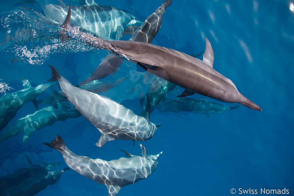 Delfine im Lhaviyani Atoll