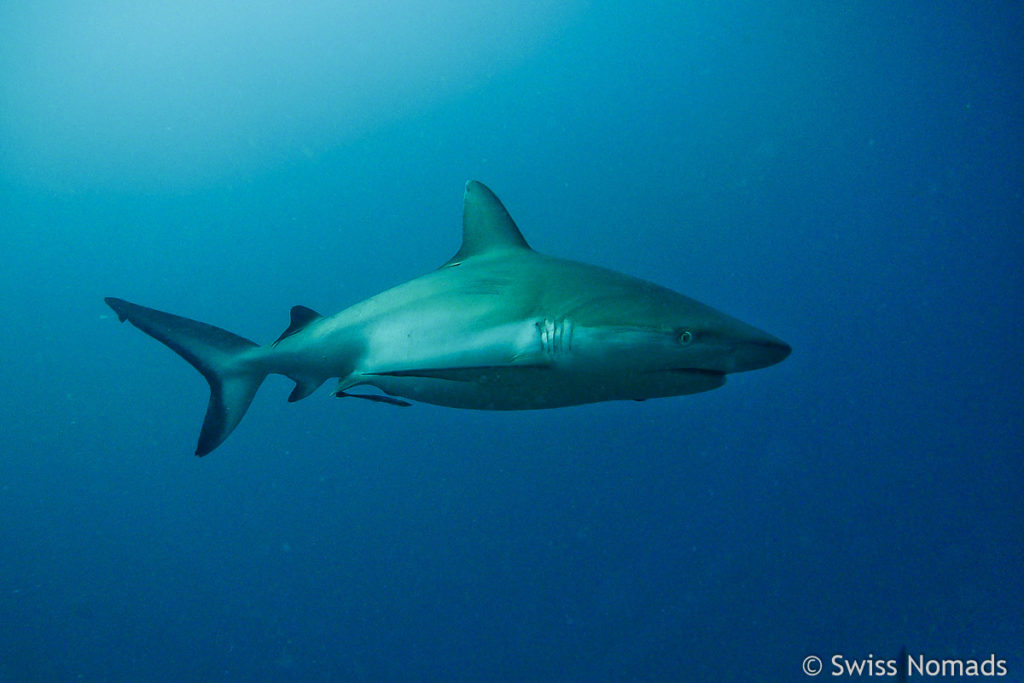 Grauer Riffhai Laviyani Atoll