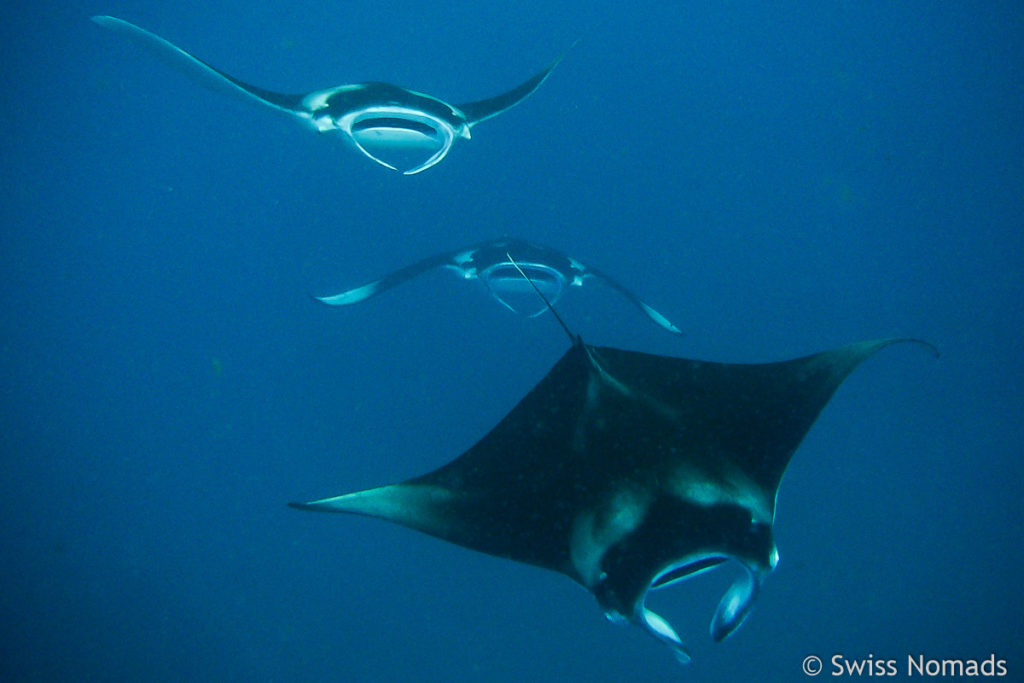 Manta Rochen im Lhaviyani Atoll