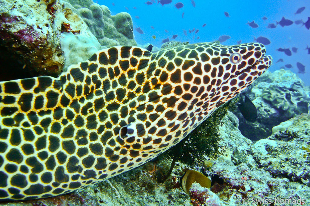 Netzmuräne im Lhaviyani Atoll