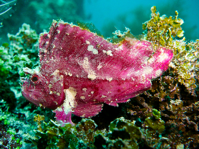 Pinker Schaukelfisch