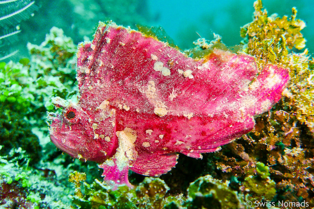 Schaukelfisch im Lhaviyan Atoll