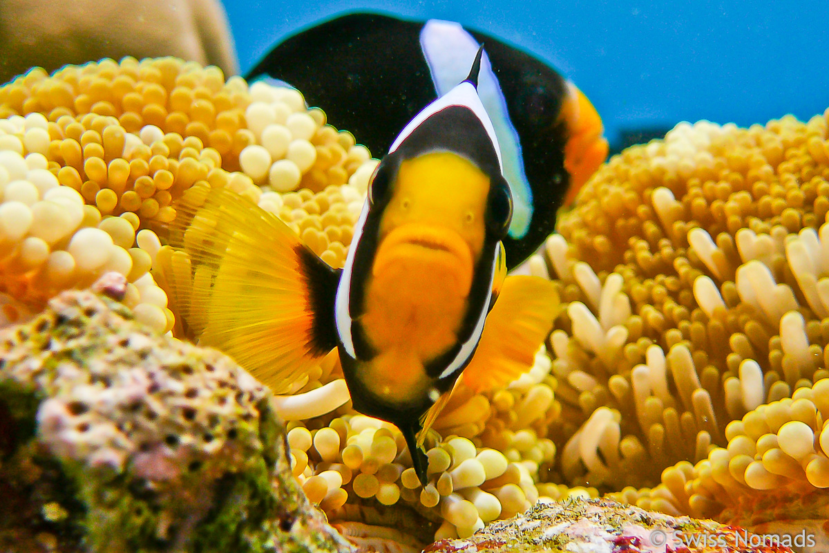 Mehr über den Artikel erfahren Die besten Tauchplätze im Lhaviyani Atoll auf den Malediven