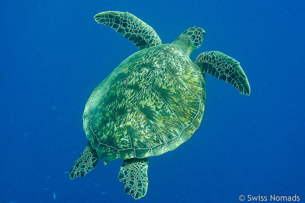 Wasser Schildkröte bei Kuredu Caves