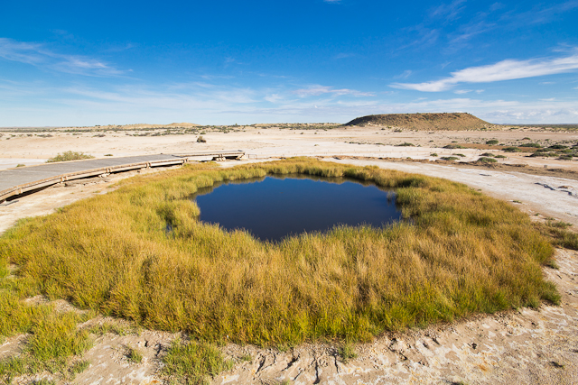 Blanche Cup auf dem Oodnadatta Track