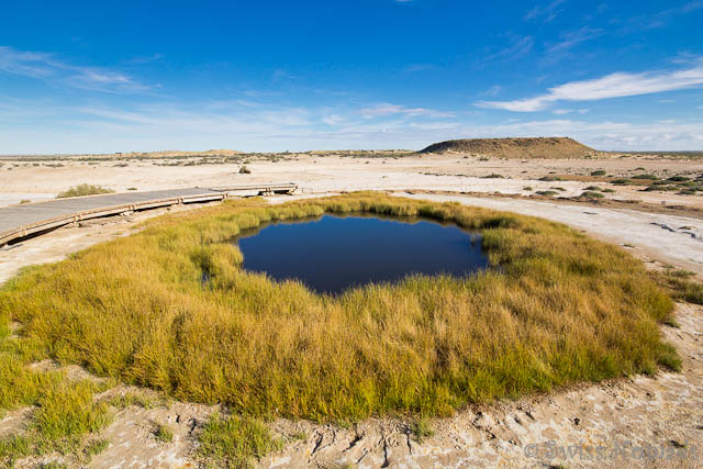 Die Quelle Blanche Cup bildet eine Oase im extrem trockenen Outback