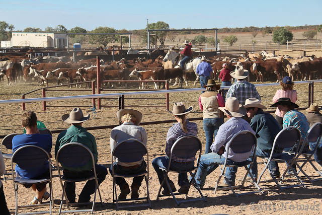 Birdsville Rodeo