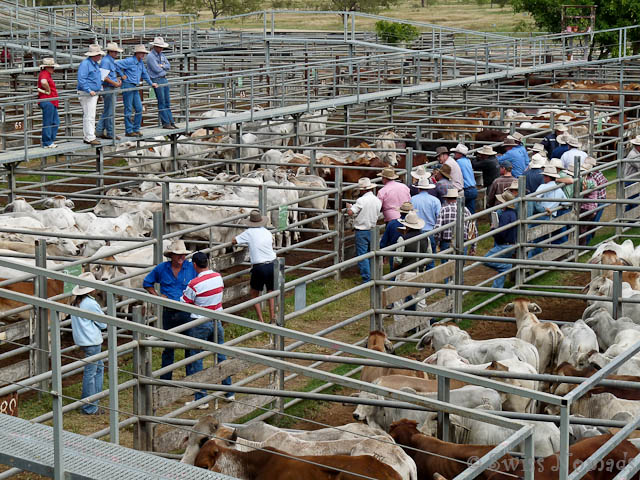 Viehmarkt in Charters Towers