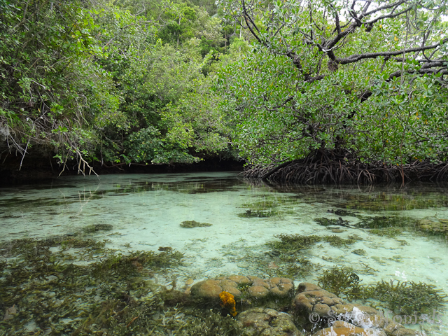 Kajak Tour um Pulau Pef