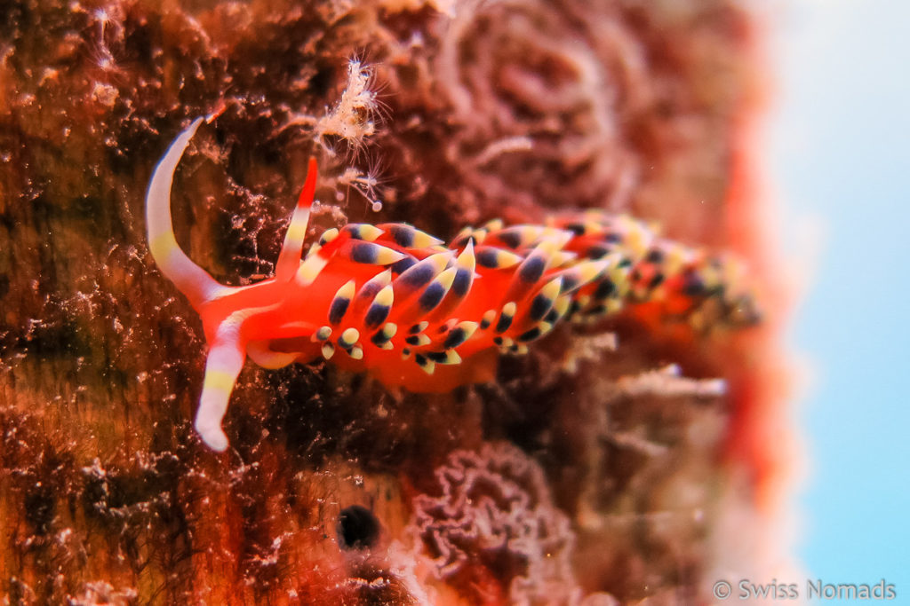 Fadenschnecke am Hausriff von Raja4Divers