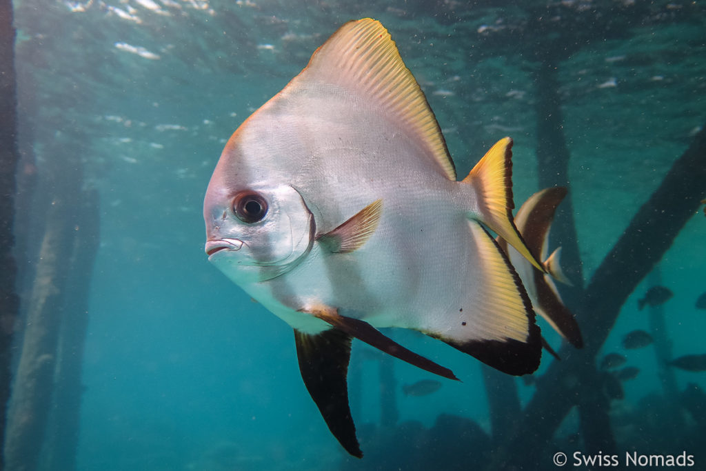 Fledermausfisch am Hausriff von Raja4Divers