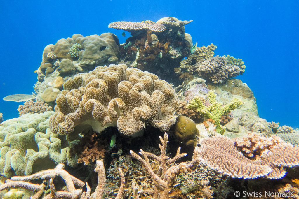 Korallenriff beim Tauchen mit Raja4Divers