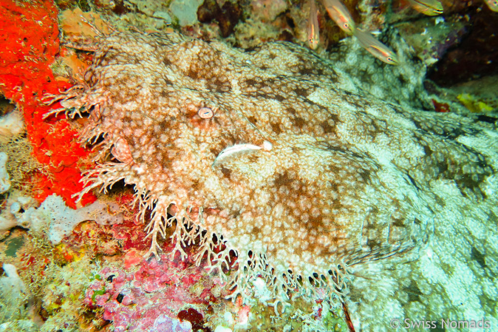 Teppichhai oder auch Wobbegong am Hausriff