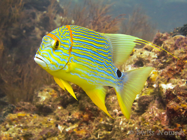 Gelber Fisch in Raja Ampat