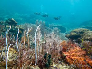 Read more about the article Tauchausflug in Raja Ampat: Hidden Bay und Passage