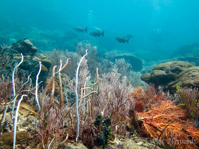 You are currently viewing Tauchausflug in Raja Ampat: Hidden Bay und Passage