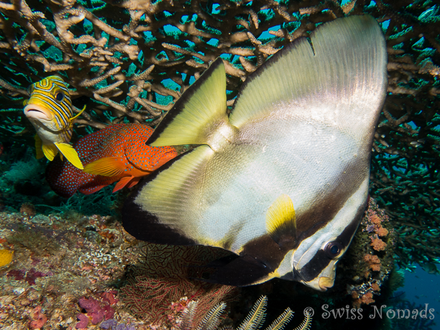 Fledermausfisch, Süsslippe und Zackenbarsch unter einer Tischkoralle