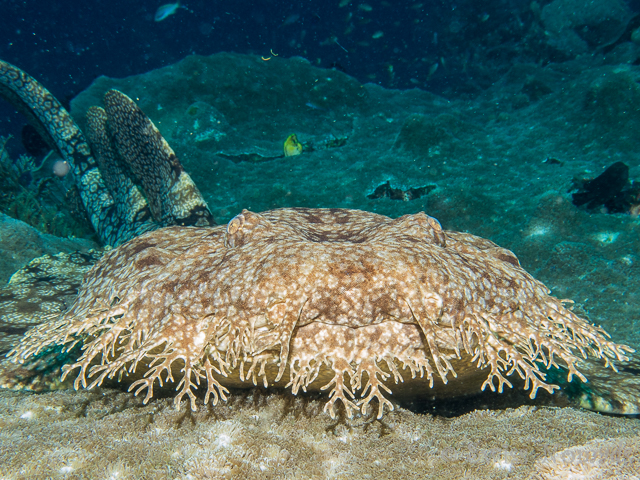 Der Wobbegong oder Teppichhai ist in Raja Ampat oft anzutreffen