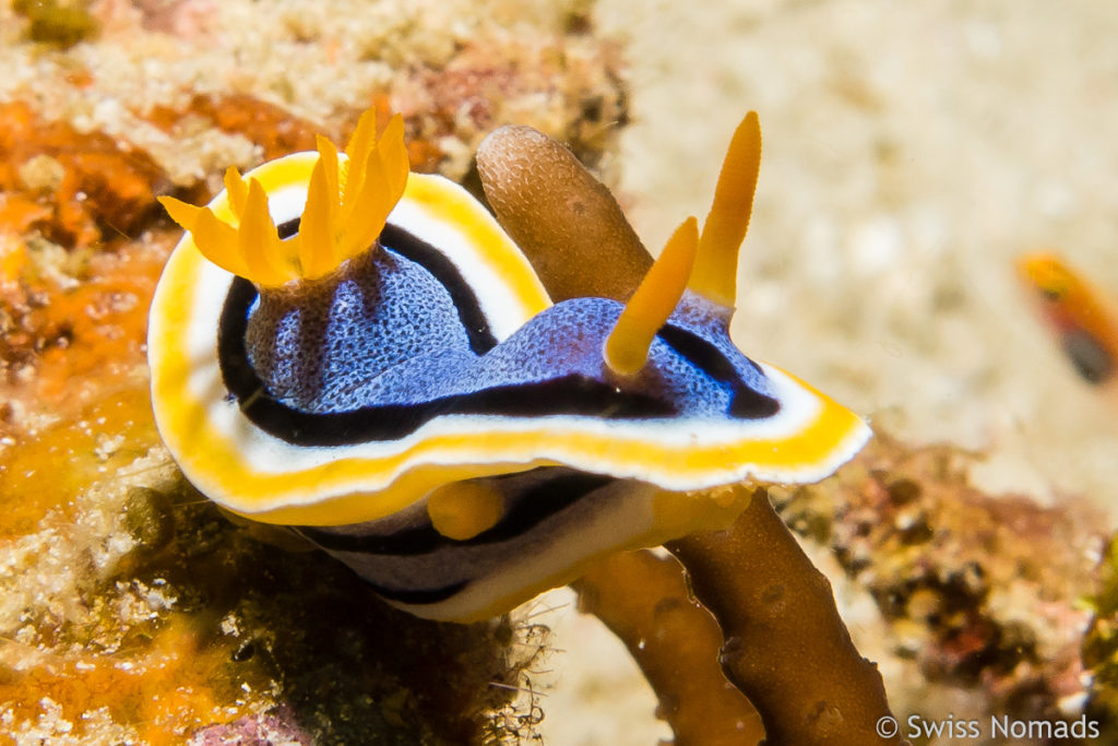 Sternschnecke (Chromodoris Annae)