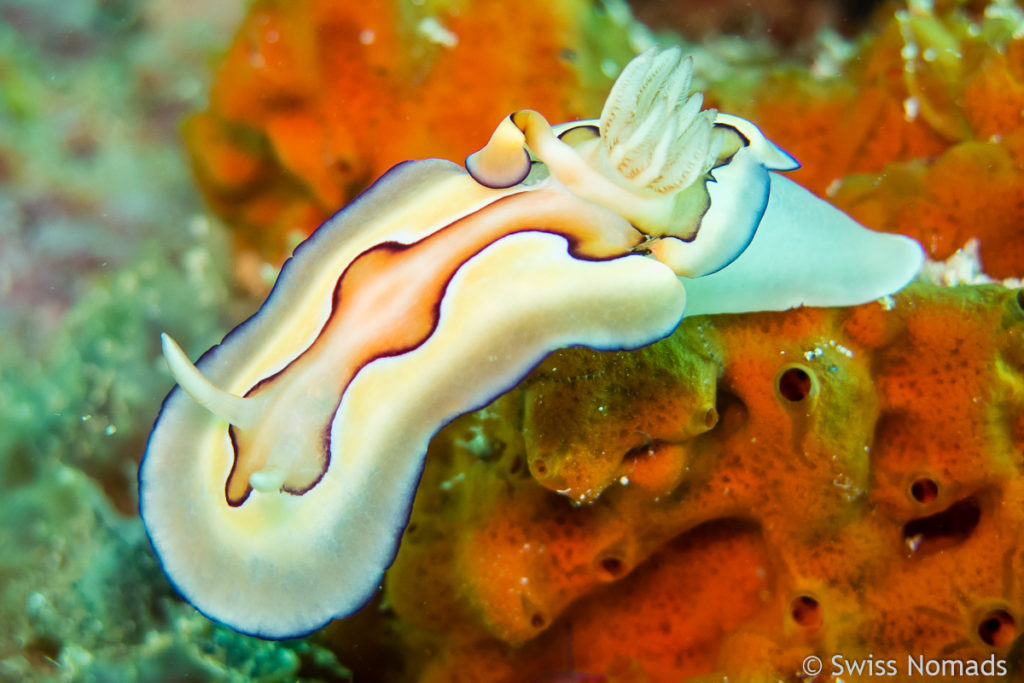 Sternschnecke (Chromodoris Coi)