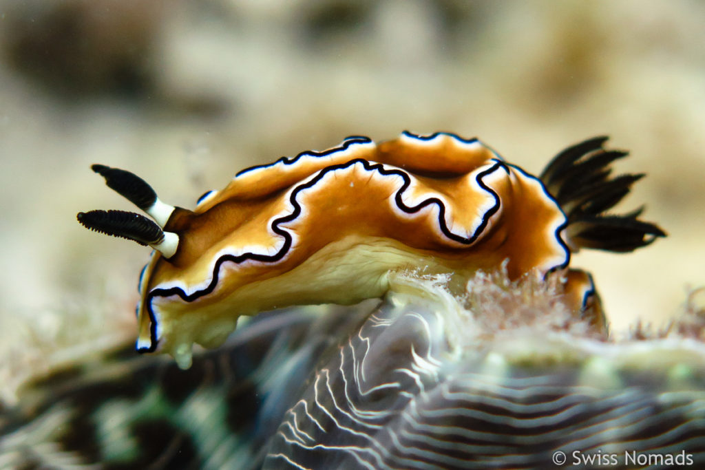 Glossodoris Atromarfinata Tauchen