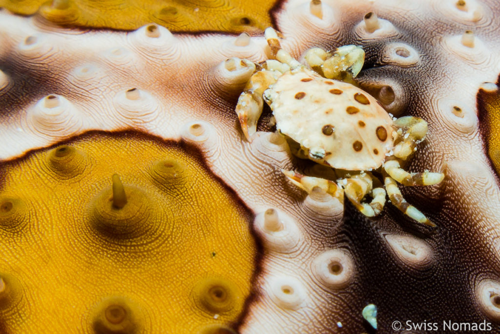 Harlekin Krabbe Raja Ampat