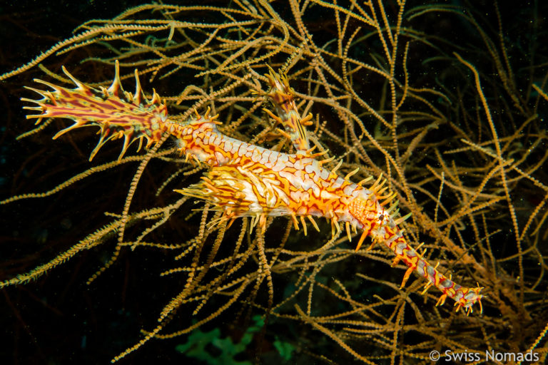 Schmuck Geisterpfeifenfisch beim Tauchen in Raja Ampat