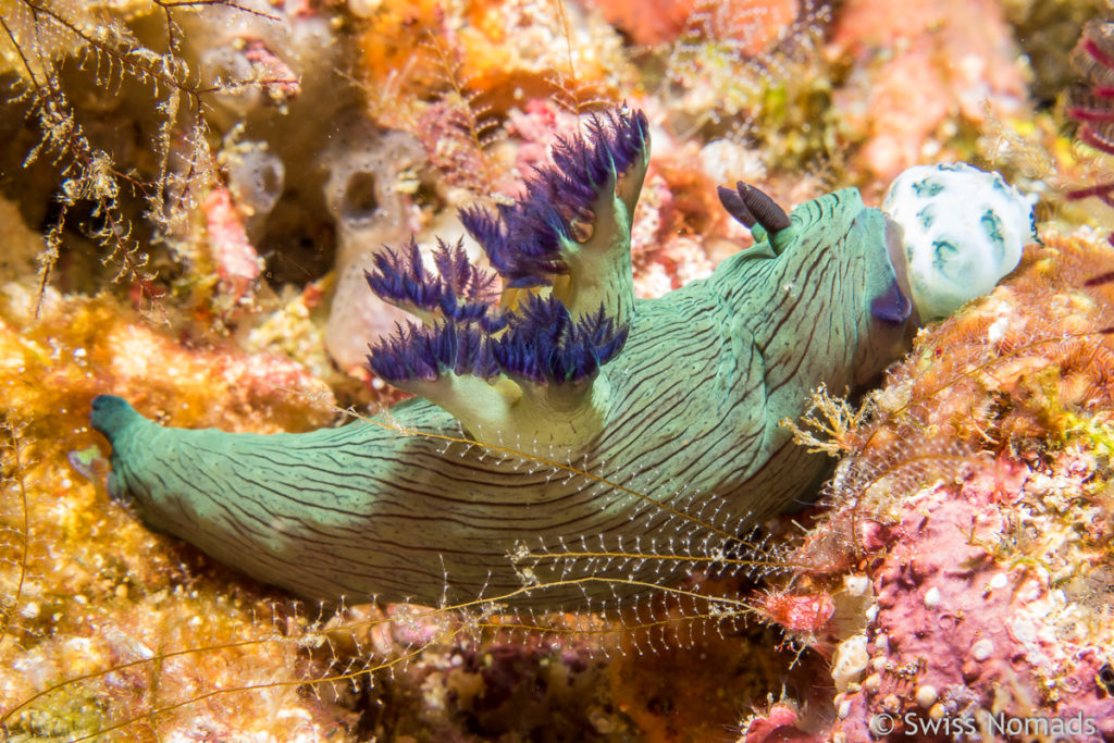 Sternschnecke (Tambja sp.)