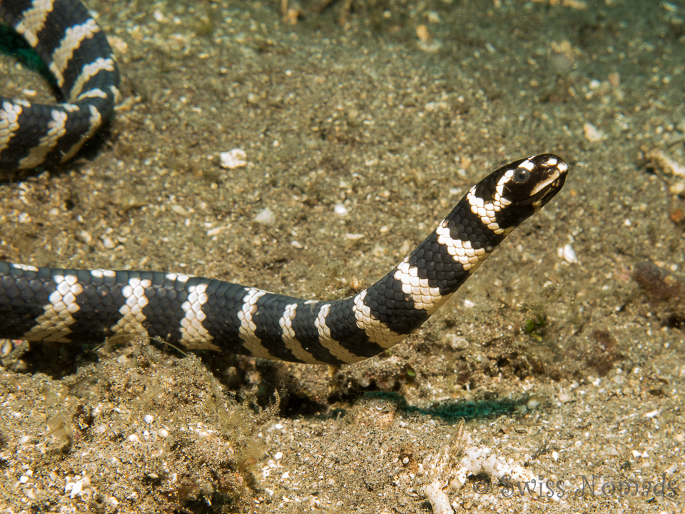 Die gebänderte Seeschlange ist zwar hochgiftig aber äusserst friedfertig