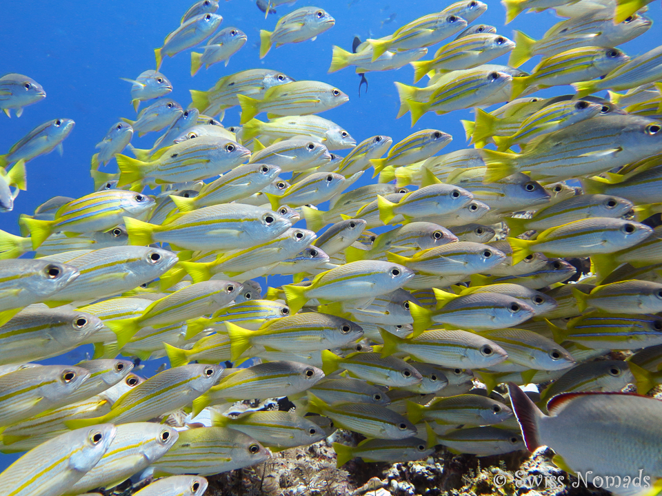 Fischschwarm im glasklaren Wasser von Raja Ampat