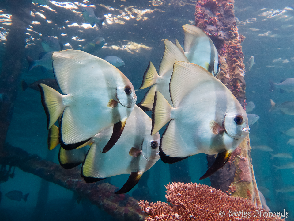 Gruppe von Fledermausfischen am Hausriff von Pulau Pef