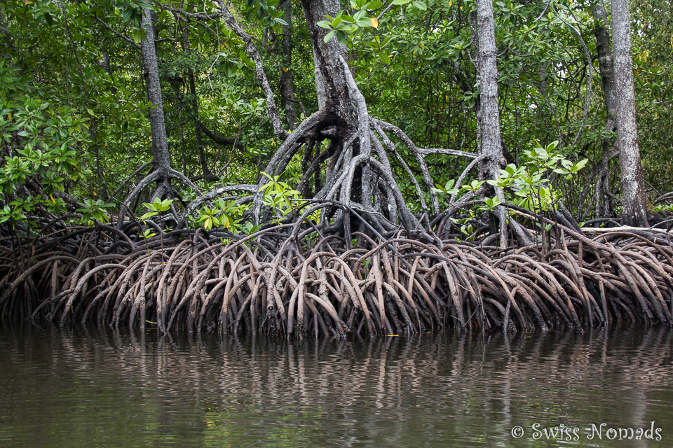 Die Wurzeln der Mangroven sind richtige Kunstwerke