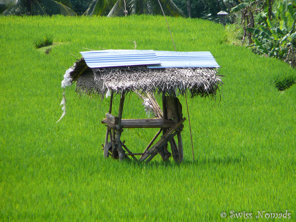 Reisfeld in Java Indonesien