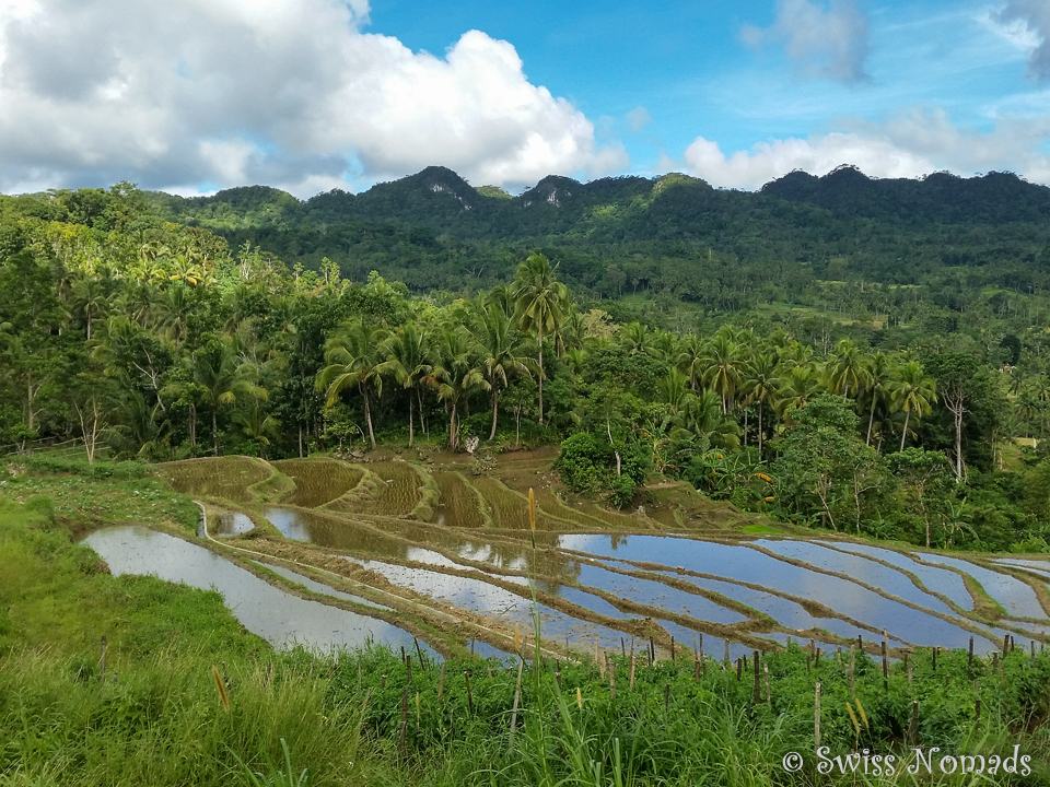 Reisfelder auf Bohol