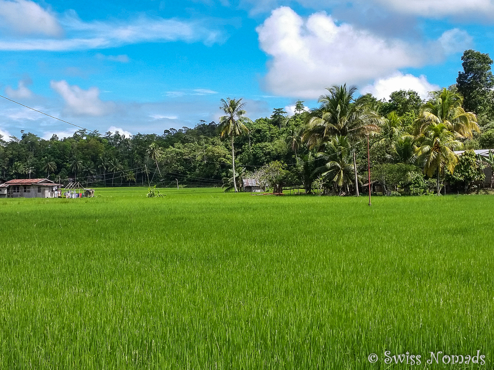 Reisfelder auf Bohol