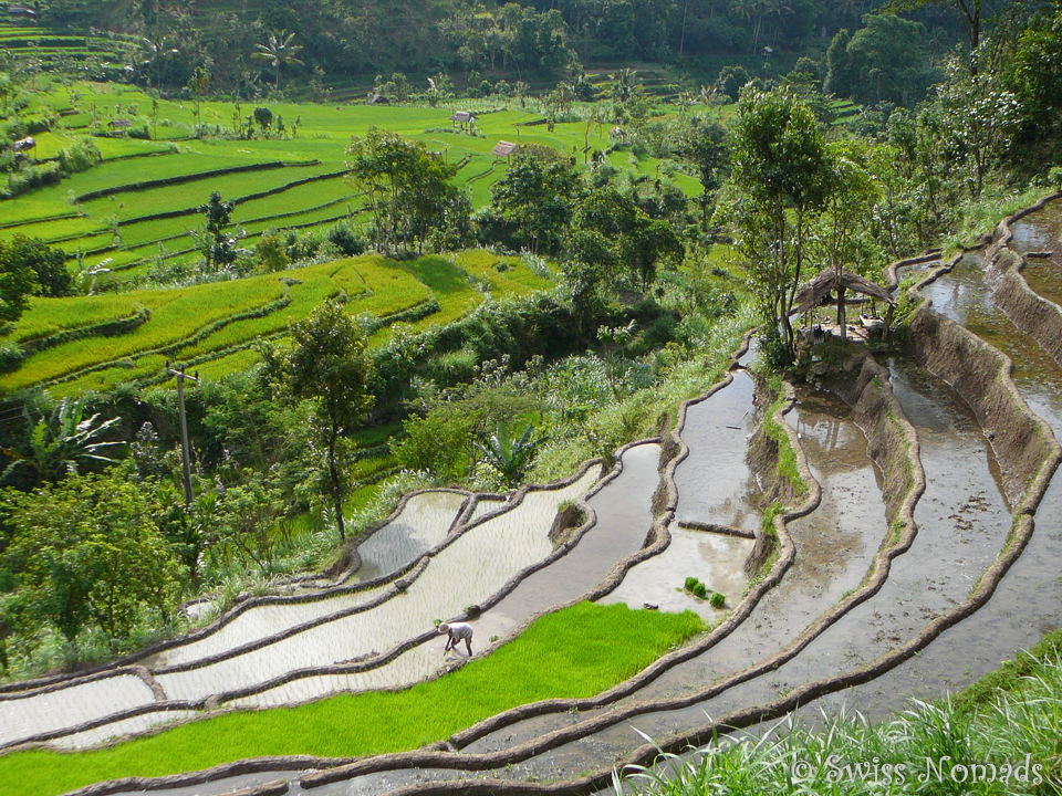 Reisterrassen auf Bali, Indonesien Reisetipps