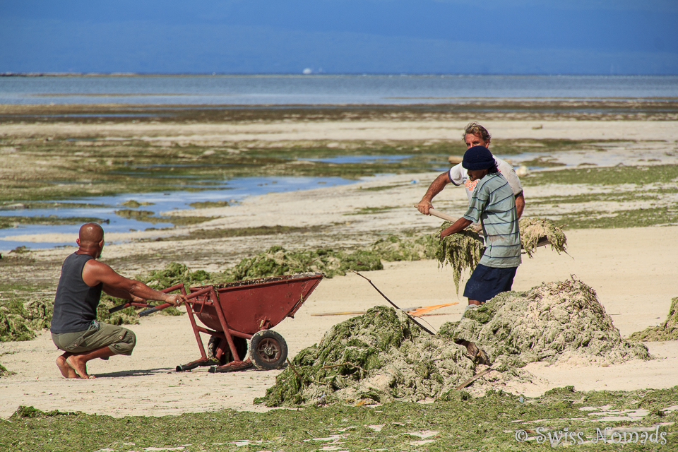 Seegras am Strand San Juan Siquijor